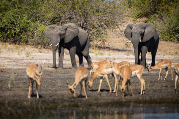 Witness the awe-inspiring beauty of elephants roaming freely in their natural habitat at Chobe National Park. This sanctuary is home to one of the largest elephant populations in Africa.