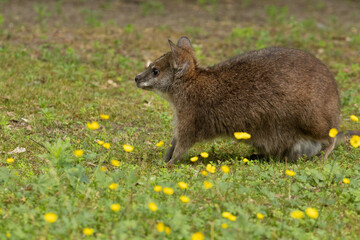 Bennett's wallaby Macropus or Notamacropus rufogriseus