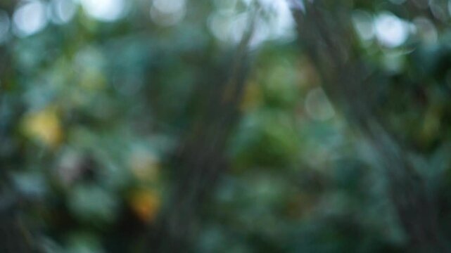 Video footage with a blurred background with bokeh effect and foliage of dark green tree vegetation, demonstrating disorientation in space, and loss of normal vision, concussion of the main character