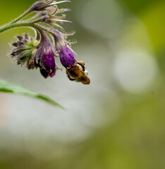 magnifique bourdon sur une fleur de consoude, en gros plan sur un bokeh artistique, 