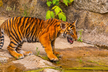 Sumatran tiger family with two little cubs