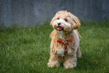 A male dog Maltipoo breed sits on green grass toward the camera lens.