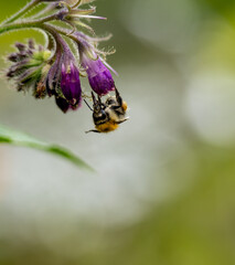 magnifique bourdon sur une fleur de consoude, en gros plan rapproché sur un bokeh artistique, 