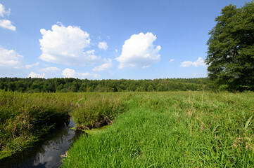 Piękny krajobraz przyrodniczy natura 2000 z płynąca meandrami rzeczką, tereny zielone 