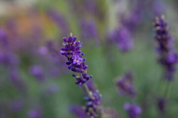 Lavander