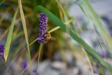 bee on lavander