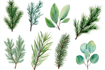 Obraz premium set of watercolor winter leaves, spruce and eucalyptus