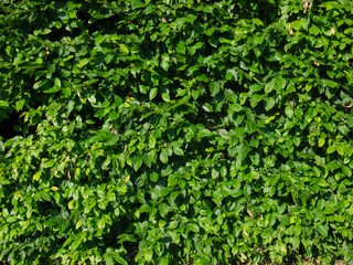 The fence is overgrown with green leaves