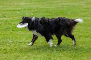 Fototapeta premium Border collie running on grass holding a frisbee