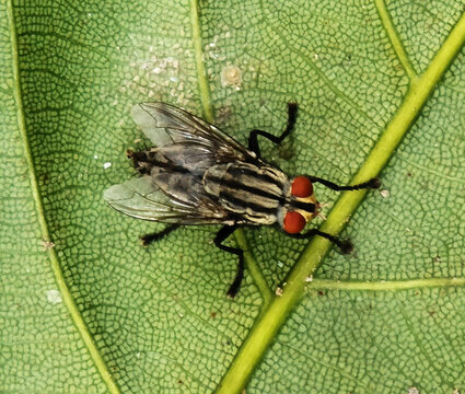 close up fly land on leave. pest animal sign and symbol.
