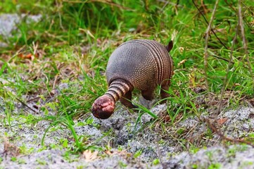 wild 9 nine banded armadillo - Dasypus novemcinctus - with a large tumor growth or leprosy -...