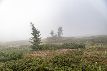 pine trees in the fog