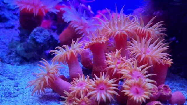 Beautiful pink corals underwater close up in blue water.
