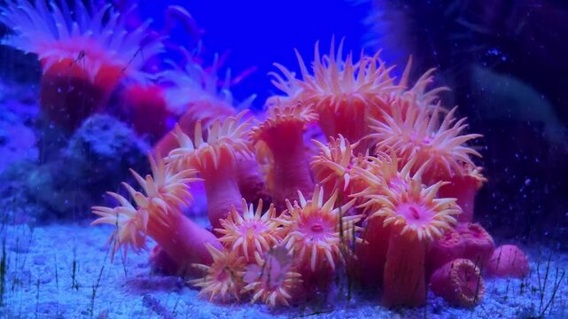 Beautiful pink corals underwater close up in blue water. Underwater world.