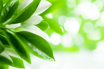Obraz premium Soft white petals emerge from vibrant green foliage, creating a serene and refreshing atmosphere. The bright background enhances the natural beauty of this peaceful setting
