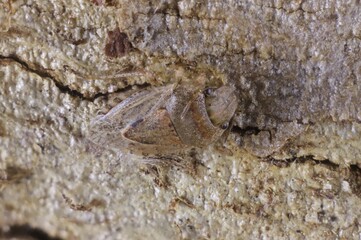 Close-up of Stink Bug Kapunda camouflaged on bark, South Australia