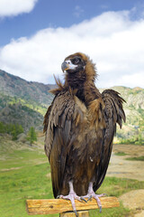 Eagle - Gorkhi Terelj National Park in Mongolia