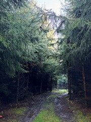 path in the forest