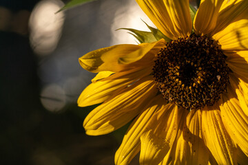 gros plan très artitique d'une fleur de tournesol, espéce géante muliflorale, avec un arrière plan artistique en bulle de bokeh blanches