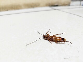 dead brown cockroach on white ceramic