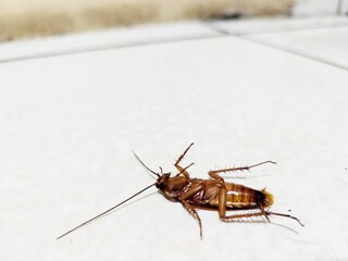 dead brown cockroach on white ceramic