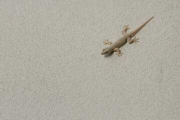 Hemidactylus lizard or House lizard on cement wall, Little gecko lizard, common wall lizard, 