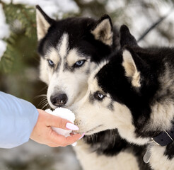 Women walk their husky dogs in the park in winter.