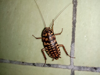 Cockroaches are on the dirty ceramic walls of the house
