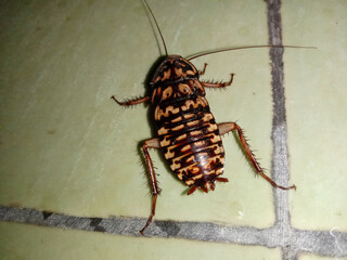Cockroaches are on the dirty ceramic walls of the house