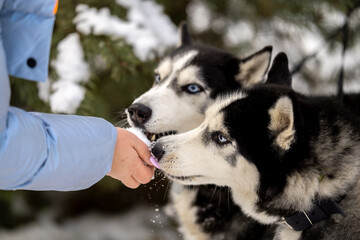 Women walk their husky dogs in the park in winter.