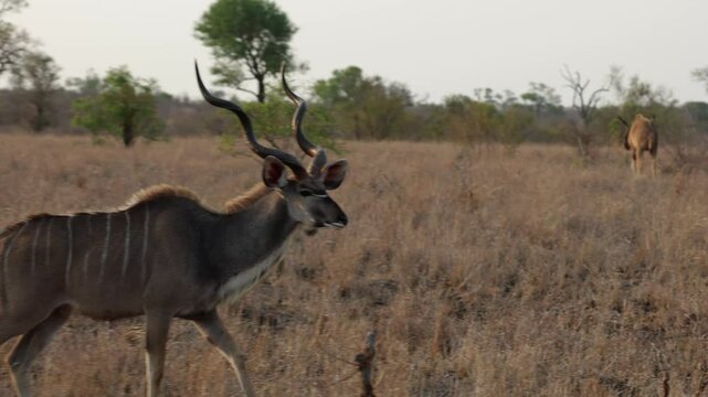 a Kudu bull early morning