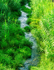 small beautiful river stream among green grass reeds with sun rays and streamin creek water