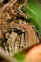 lizard basking in the sun on the bark of a tree