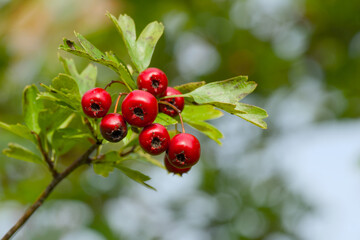 red hawthorn berries on a twig close-up