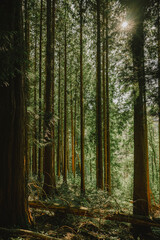Fototapeta premium Golden Sunbeams Filtering Through Lush Forest in Wales