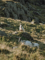 Snowdonia Wales Wildlife, Mountain Goats Roaming the Hills