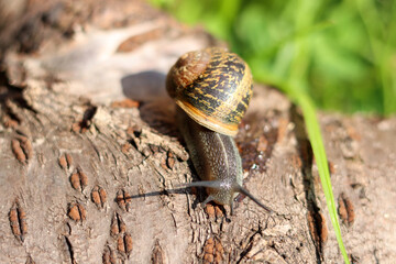 Snail crawling on a log in the garden. Shallow depth of field.