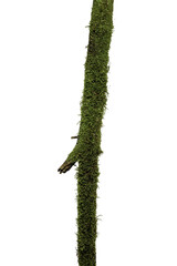 Naklejka premium green moss