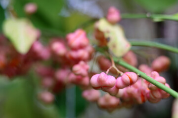 European spindle close up photo.  Flowering plant in autumn garden. Flora of Europe. 