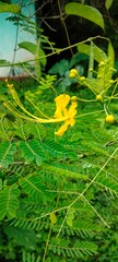 Caesalpinia Flower
Scientific Name-Caesalpinia pulcherrima
Native Countries-The Caribbean, Mexico, 
parts of Central America.
Traditional medicine,  making jewelry, 
 decorative items