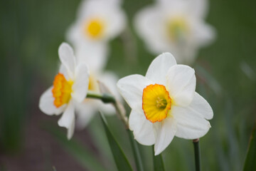 daffodils in spring