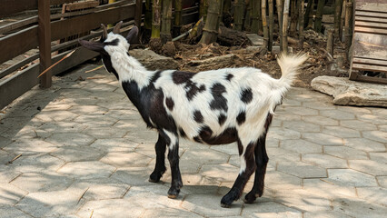 Obraz premium A curious goat with black and white coat, looking over a fence