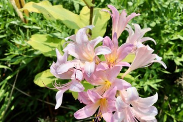 A close view of the pink flowers in the garden.