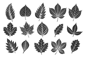 Set of autumn leaves silhouettes. Collection of forest tree leaves on white background. Illustration