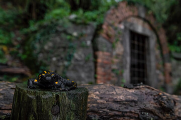Looking at camera, wide angle in the woods, the fire salamander (Salamandra salamandra)