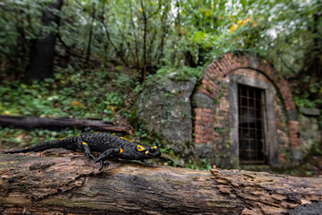 Wide angle in the woods, the fire salamander (Salamandra salamandra)