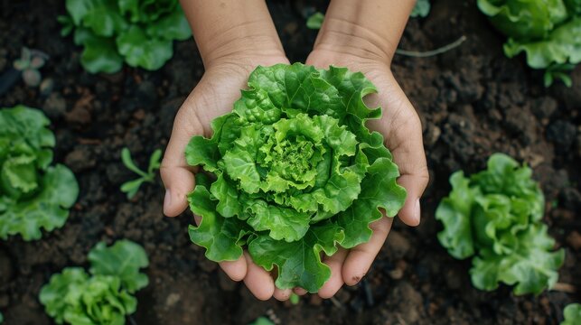 From above big green lettuce in hands on loose soft earth in garden.