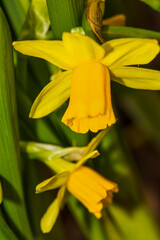 Fototapeta premium This is an exquisite closeup image featuring a vibrant yellow flower accompanied by lush green leaves, showcasing natures beauty and diversity