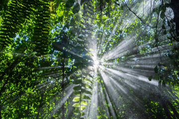 Sunbeams pierce through dense, vibrant green foliage in a tropical forest, creating a radiant, ethereal atmosphere in nature.