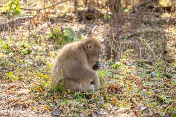 上高地のニホンザル　長野県松本市安曇中部山岳国立公園